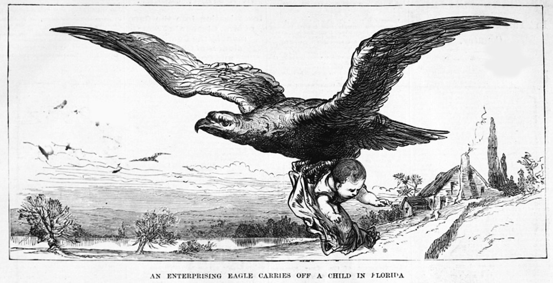 Bird-of-prey